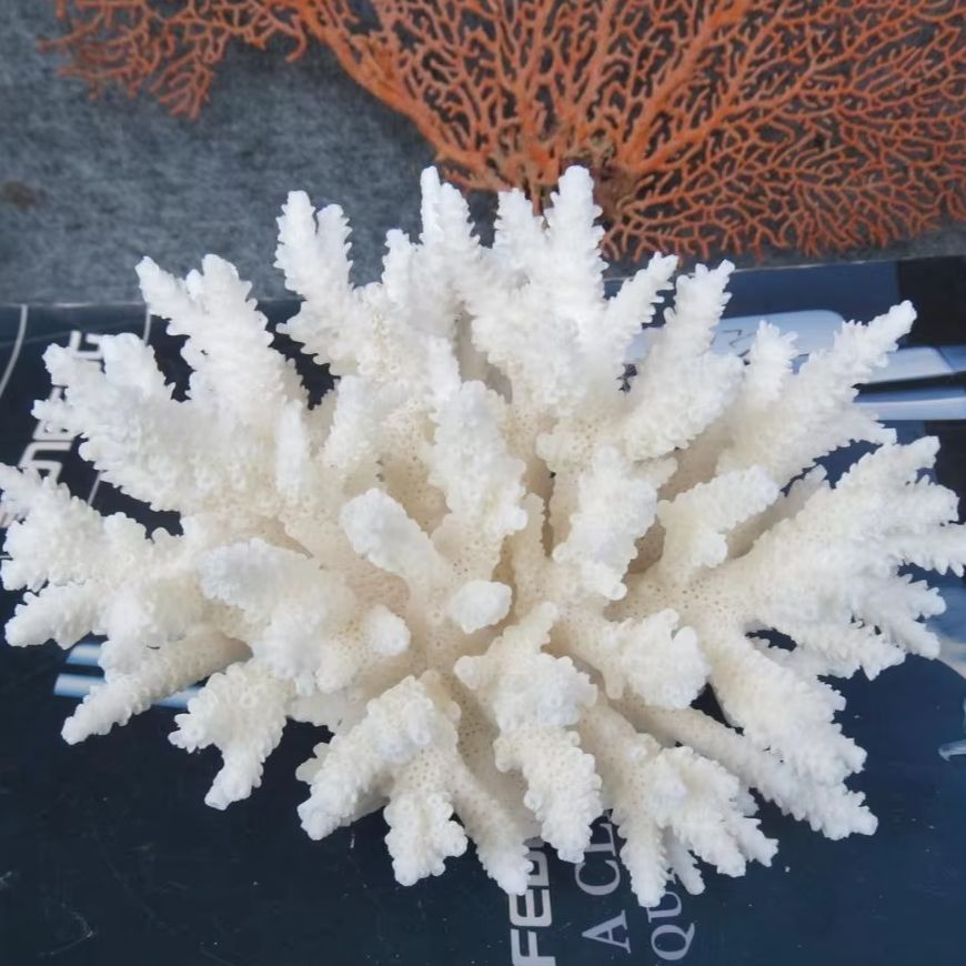 1pc Natural White Coral Cluste - Aquarium Marine recension och pris