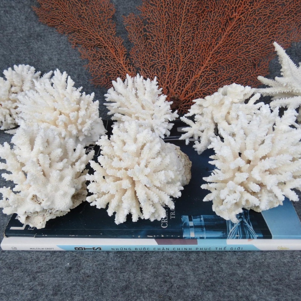 1pc Natural White Coral Cluste - Aquarium Marine recension och pris