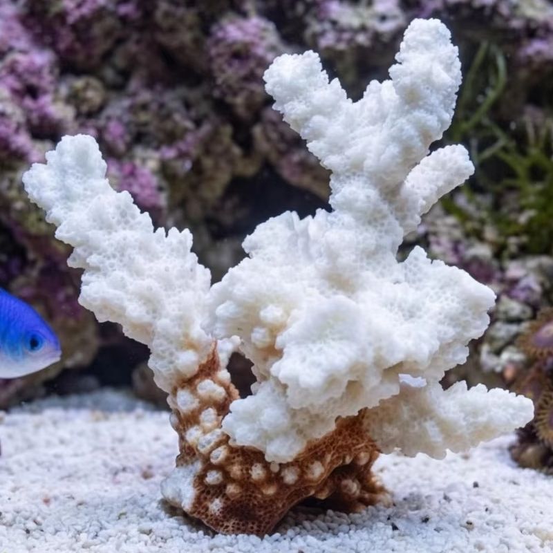 1pc Natural White Coral Cluste - Aquarium Marine recension och pris