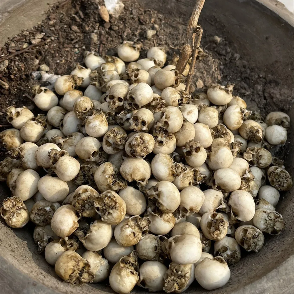 Mini Skull High Quality Miniat - Aquarium Marine Plants recension och pris