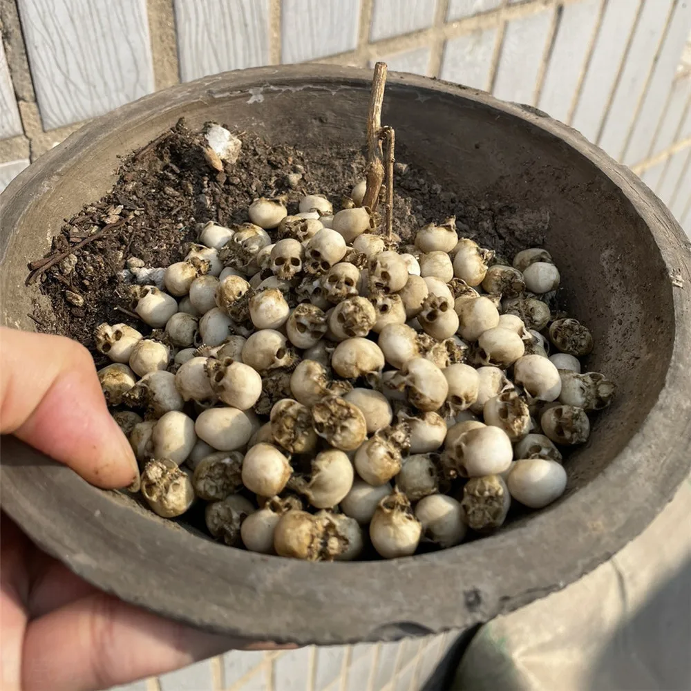 Mini Skull High Quality Miniat - Aquarium Marine Plants recension och pris